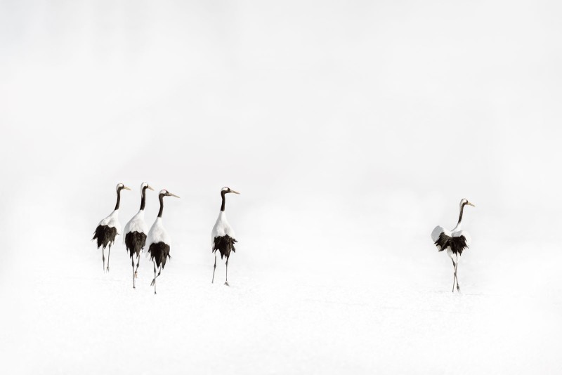 Red-Crowned Cranes by Alex Yazlovsky