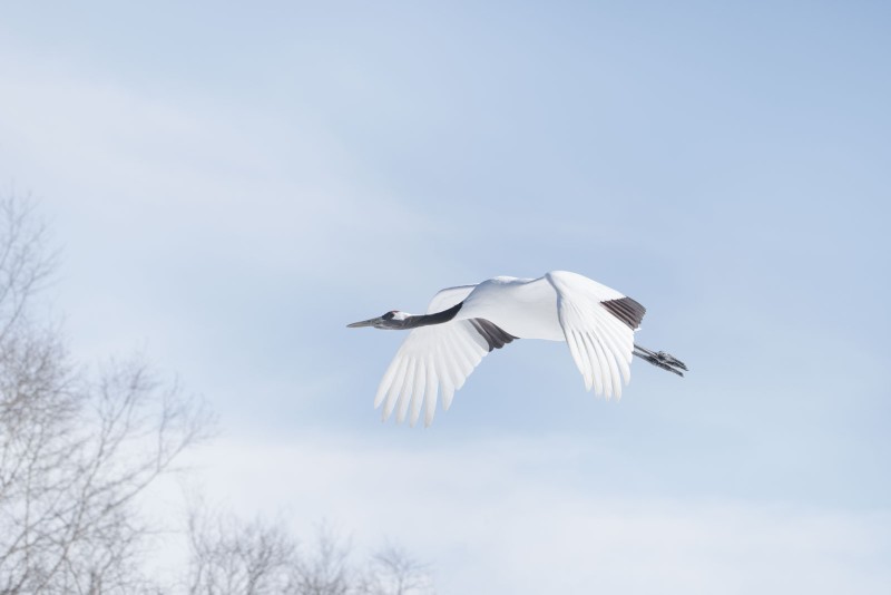 Red-Crowned Crane by Alex Yazlovsky