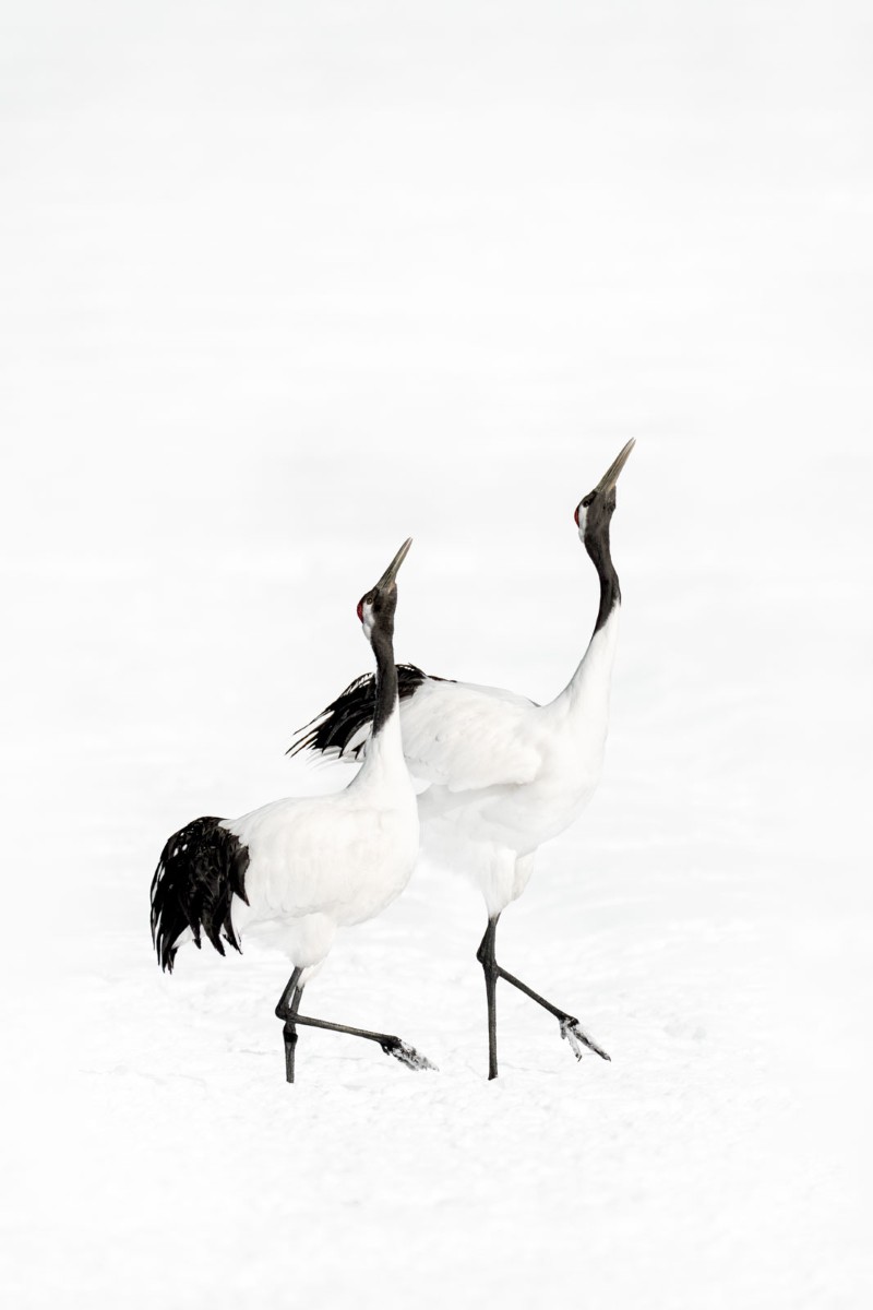 Red-Crowned Cranes by Alex Yazlovsky