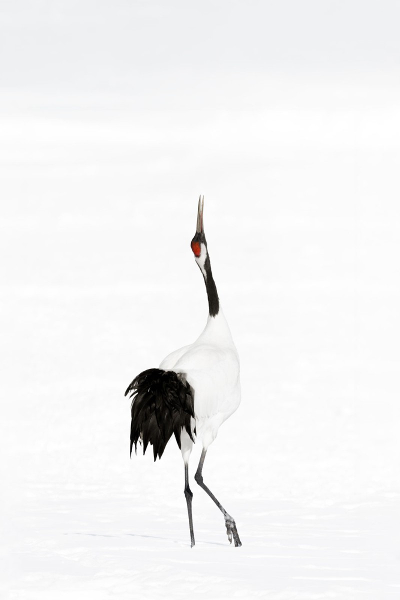Red-Crowned Crane by Alex Yazlovsky