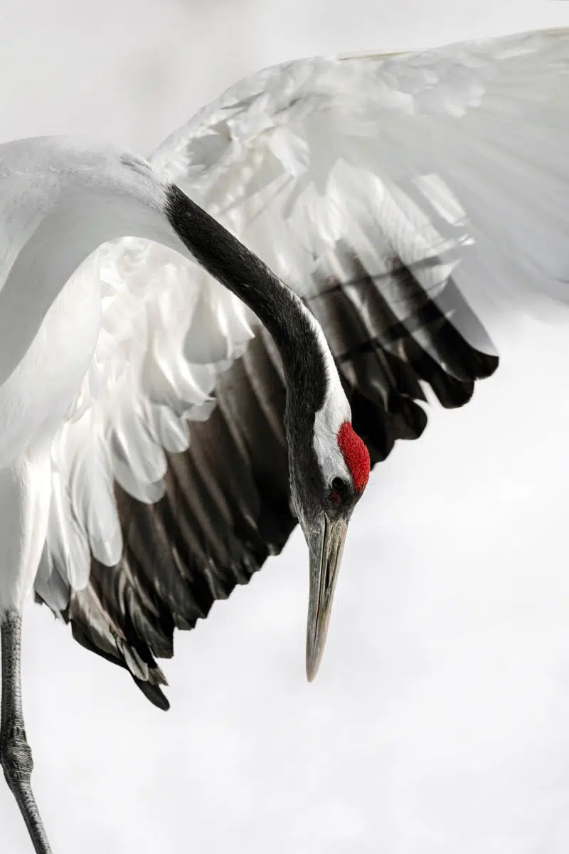 Red-Crowned Crane by Alex Yazlovsky