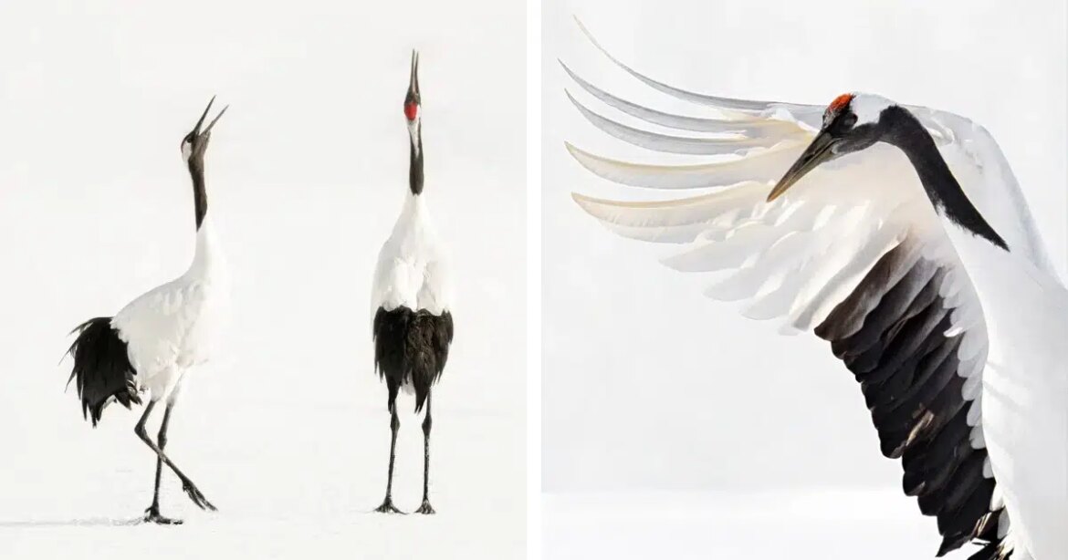 Elusive & Majestic Red-Crowned Cranes Photographed in Hokkaido