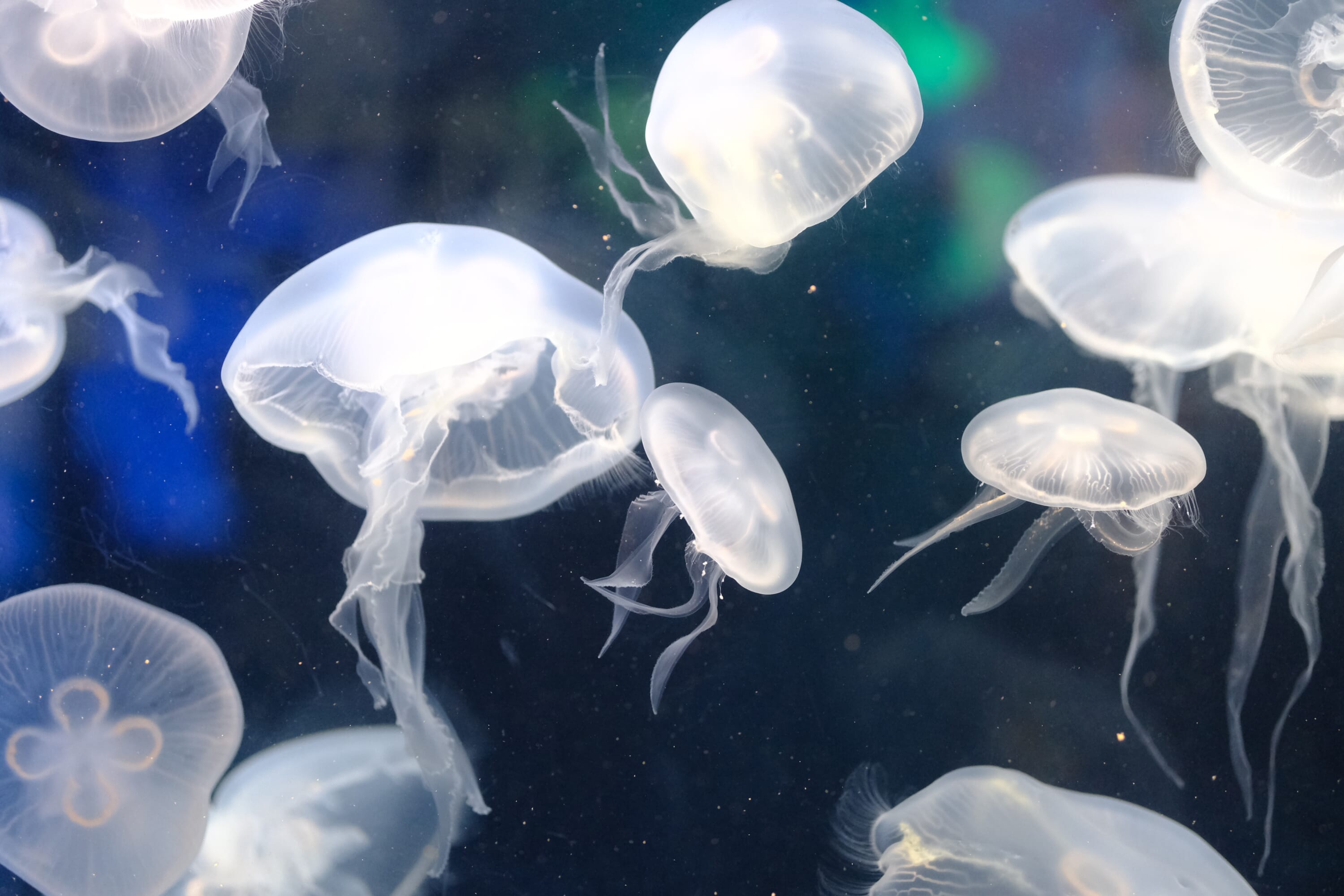 aquarium tokyo