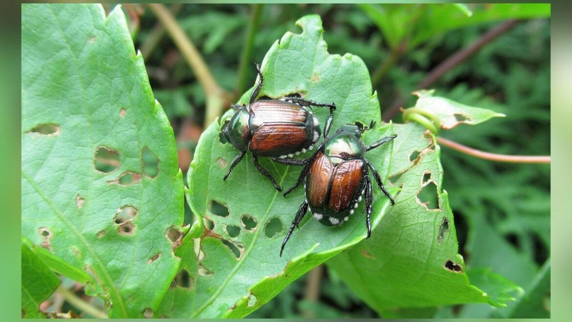 How To Best Fight Japanese Beetles In Wisconsin Yards, Gardens