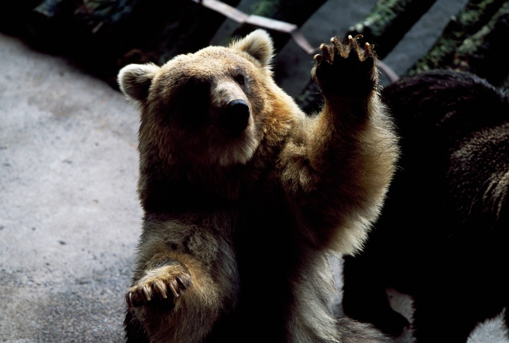 Brown bear at Bear Park in Noboribetsu waving.