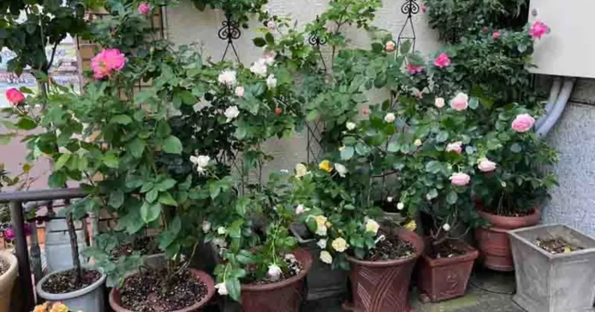 Home Gardens in Japanese Cities