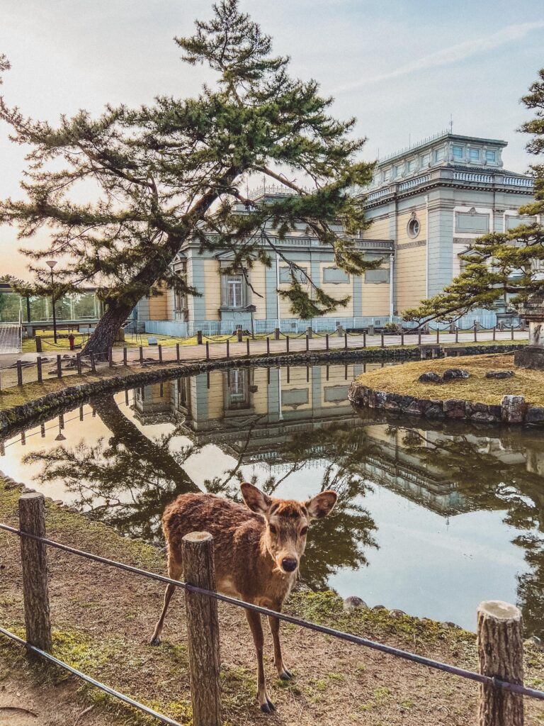visiting the deer at nara