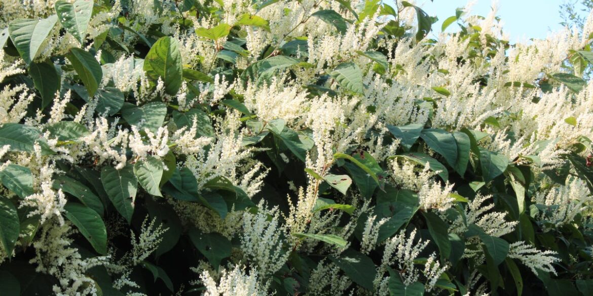 Where It’s Spreading & What to Do