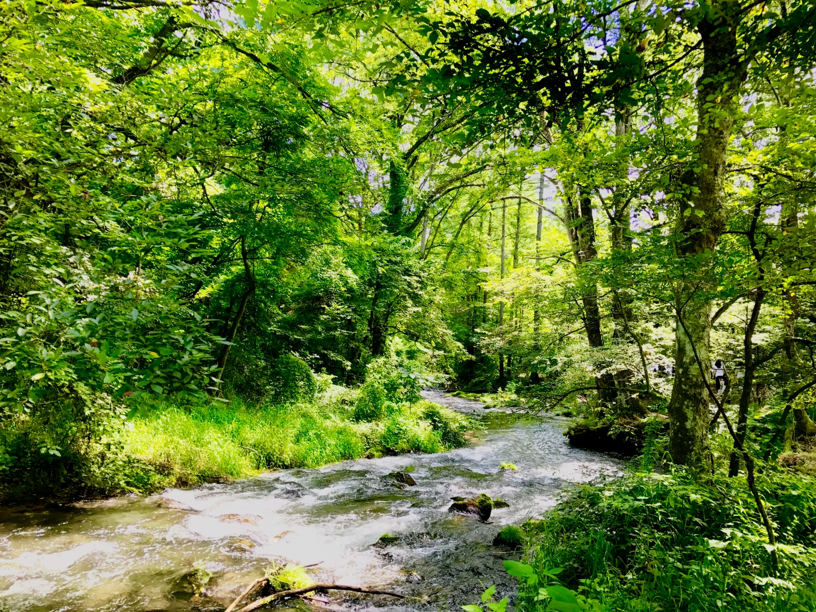 karuizawa-forest_bradtzou-istock-992942376.jpeg