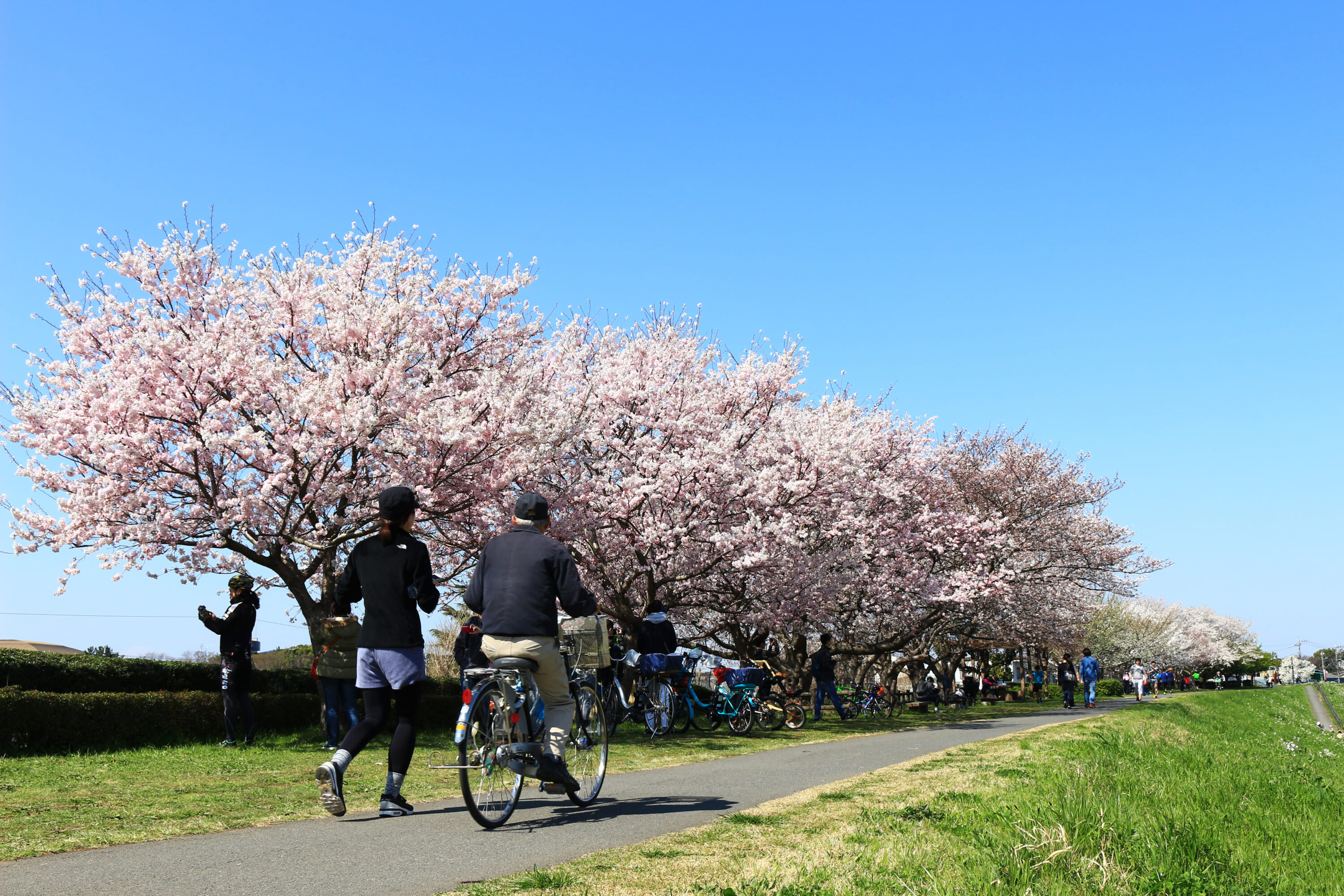 tama river cycling