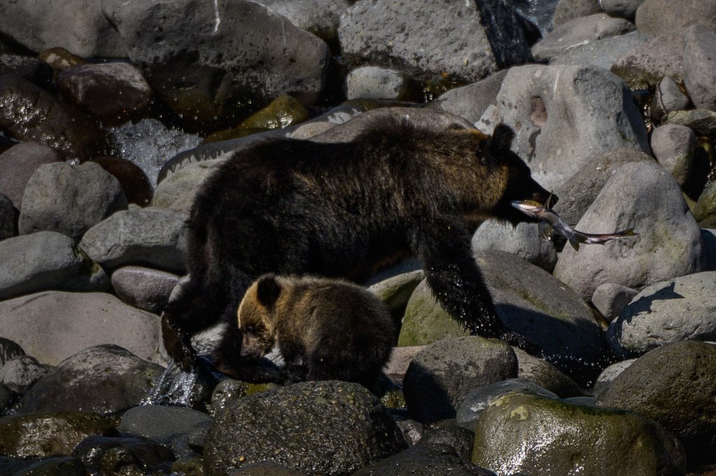 Ussuri brown bear in Hokkaido, Japan