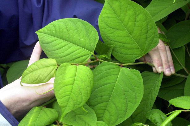 Japanese knotweed