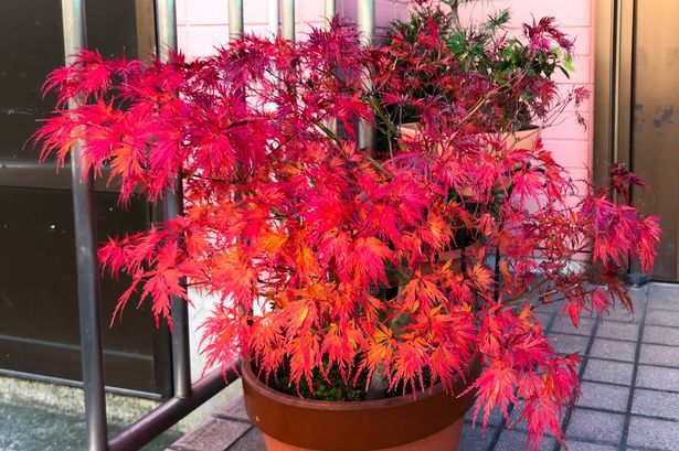 稲葉枝垂(イナバシダレ) Acer palmatum var. ‘Inaba-Shirade’. Taken on December 5, 2019 in Yokohama.