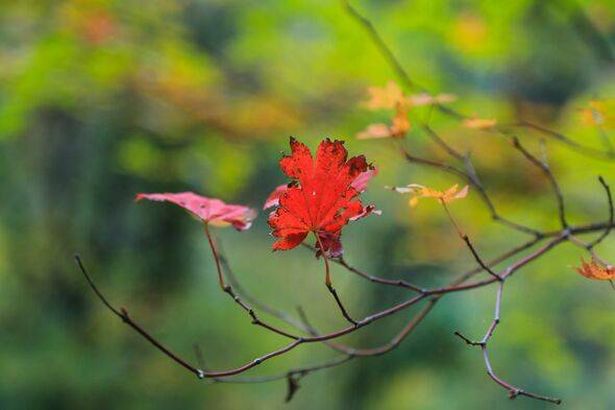 Withering maple leaf