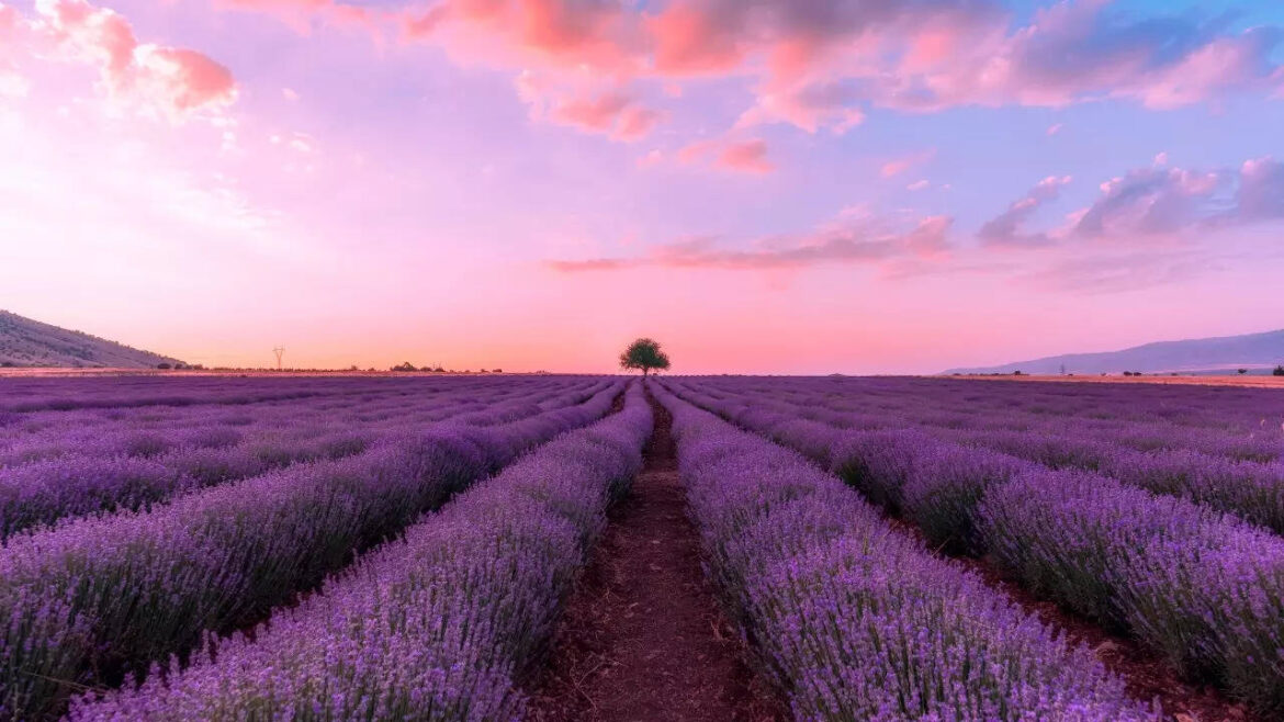 Must visit lavender fields around the world