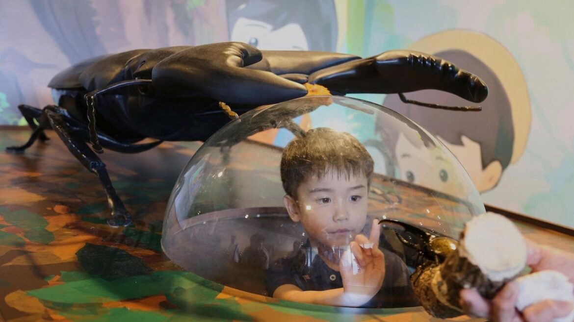 Bugs are popular pets in nature-loving Japan, buzzing with lessons about ecology and species