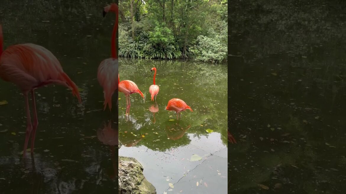 Neo Park Okinawa～ ベニイロフラミンゴ 美洲紅鸛 2025.03.26（好美麗🥰）#animals #zoo #Okinawa #Nago #birds #沖繩 #值得推薦