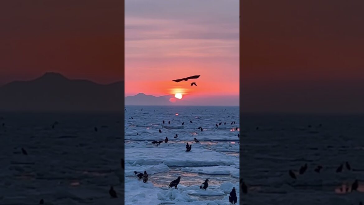 北海道絕美的日出Hokkaido perfect sunrise #mountains #親子行山 #travel #outdoors #nature