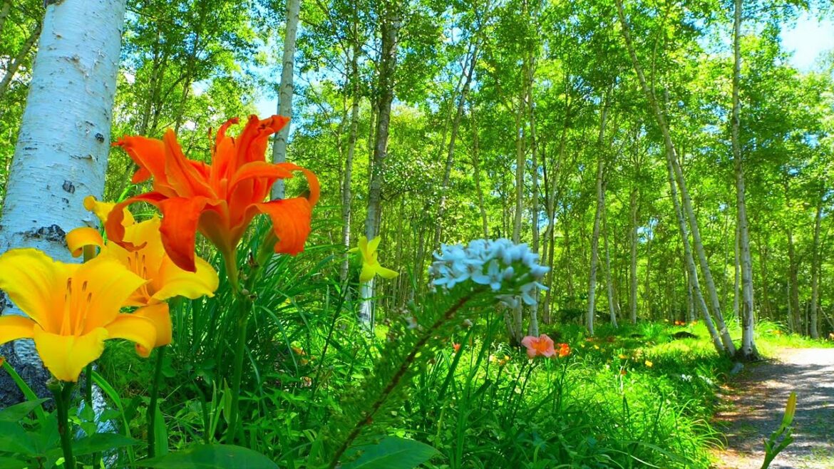 Tour the gardens in the sky at Fujimi Highland! Tour the gardens in the sky at Fujimi Highland!