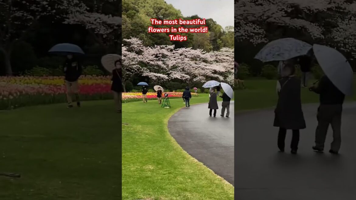 The most beautiful flowers in the world! Tulips