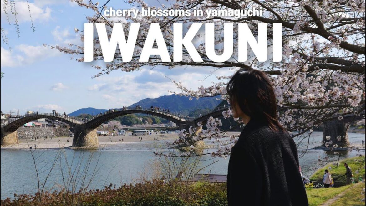 Springtime in Iwakuni | Cherry Blossoms & Castle Views in Yamaguchi