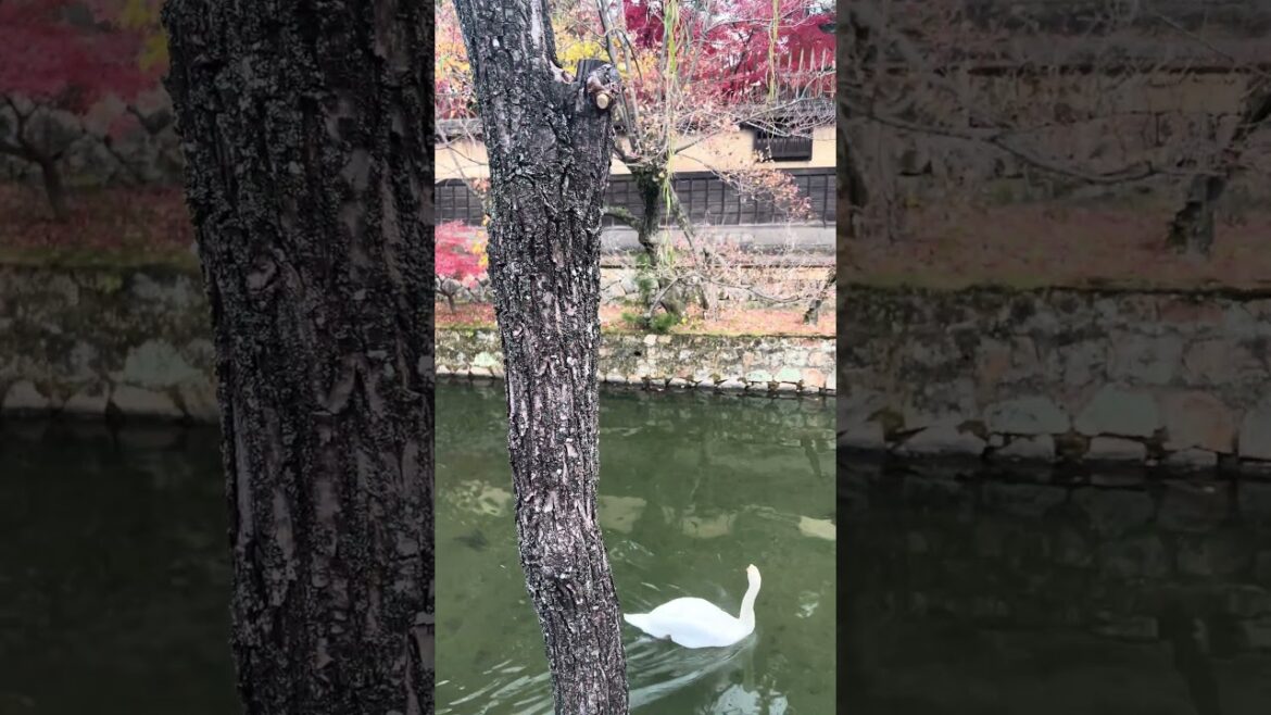 KURASHIKI OKAYAMA JAPAN KURASHIKI OKAYAMA JAPAN