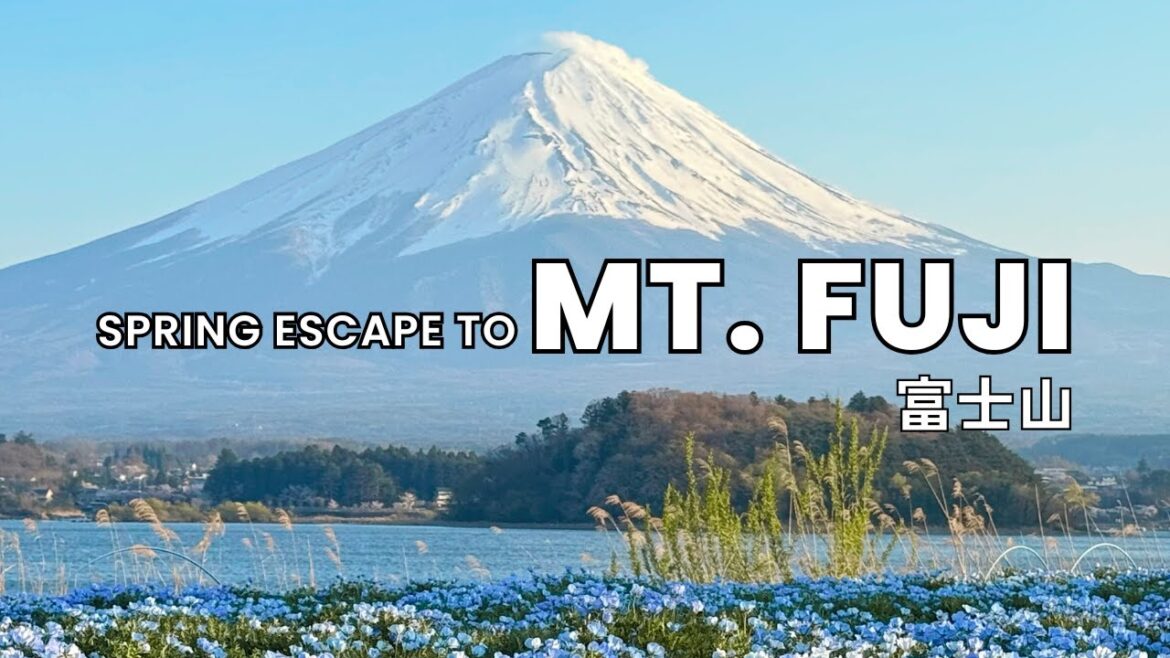 We drove 4 hours to catch Sakura Season at Mt. Fuji & Our Private View We drove 4 hours to catch Sakura Season at Mt. Fuji & Our Private View