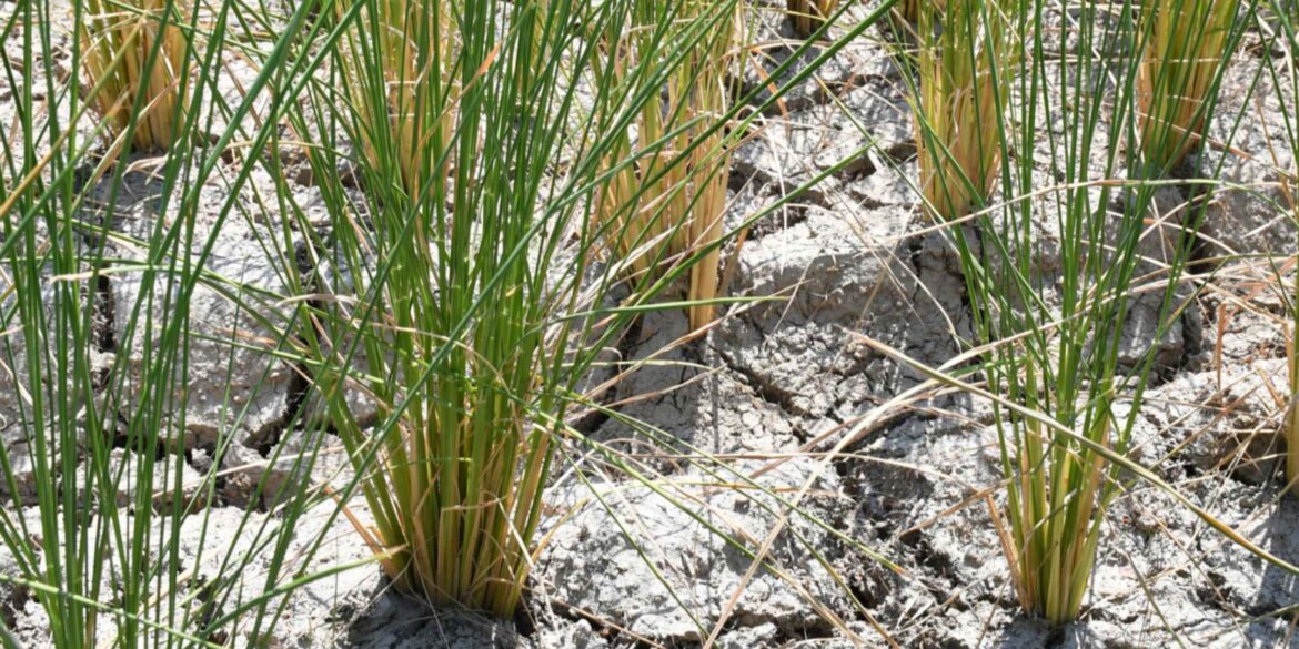 Japan heat wave threatens rice harvest, food price inflation Japan heat wave threatens rice harvest, food price inflation