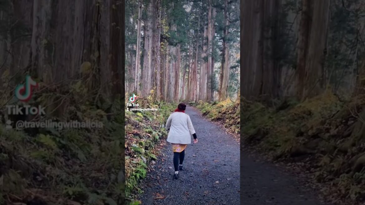 Nagano Forest Adventure 🌳 #traveljapan #Nagano #japanforest #traveltok #japanhiddengem
