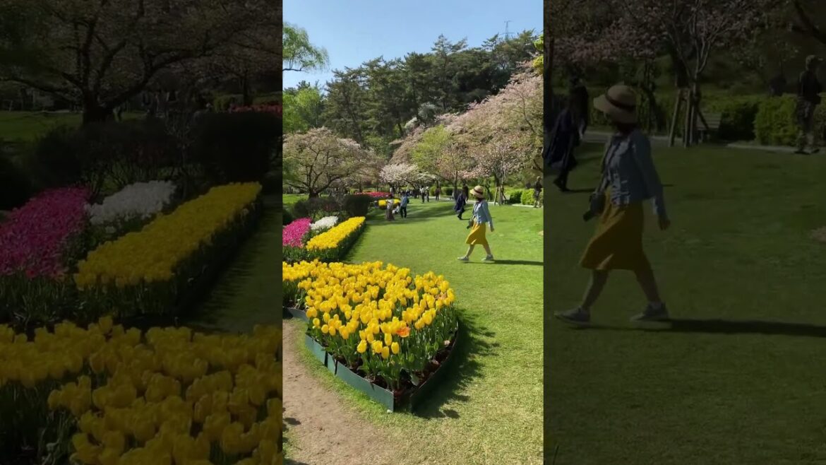 The most beautiful flowers on the planet. Tulips The most beautiful flowers on the planet. Tulips