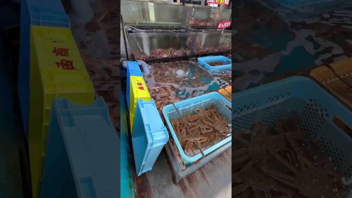 Fish Market in Hakodate, Japan #cruise #princesscruises #travel #Diamond #shiplife #crew