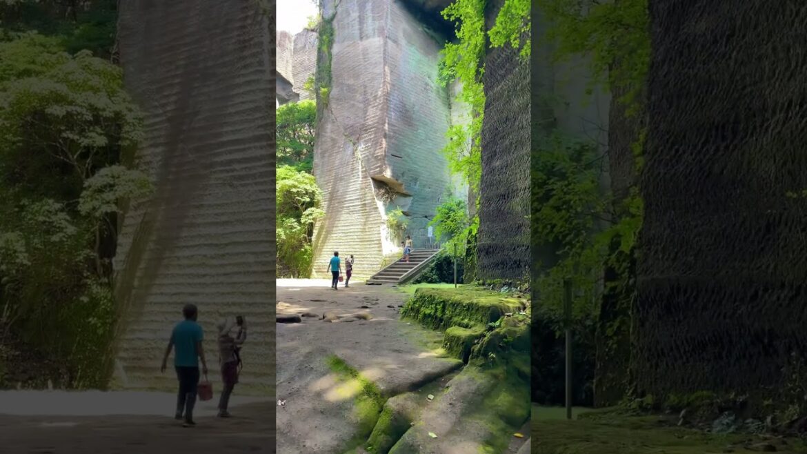 Amazing #japan #travel #اكسبلور #japantravel #chiba #viral #jungle