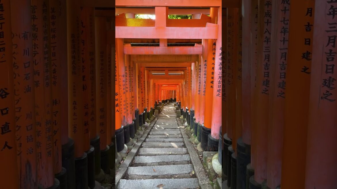 What’s Hiding Behind Japan’s RED Gates? #japantravel #traveljapan #shorts What's Hiding Behind Japan's RED Gates? #japantravel #traveljapan #shorts