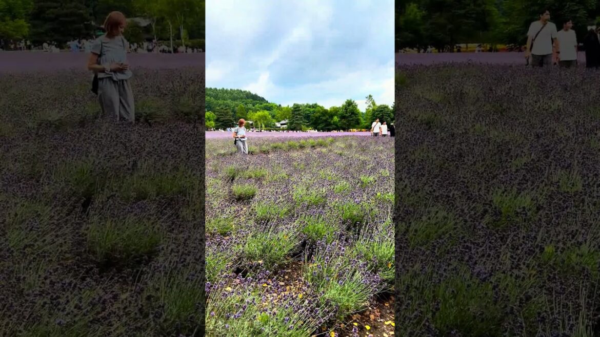 Lavender dreams in Furano 💜Visiting Farm Tomita during peak bloom. 100% worth it!⛰️ #LavenderSeason Lavender dreams in Furano 💜Visiting Farm Tomita during peak bloom. 100% worth it!⛰️ #LavenderSeason