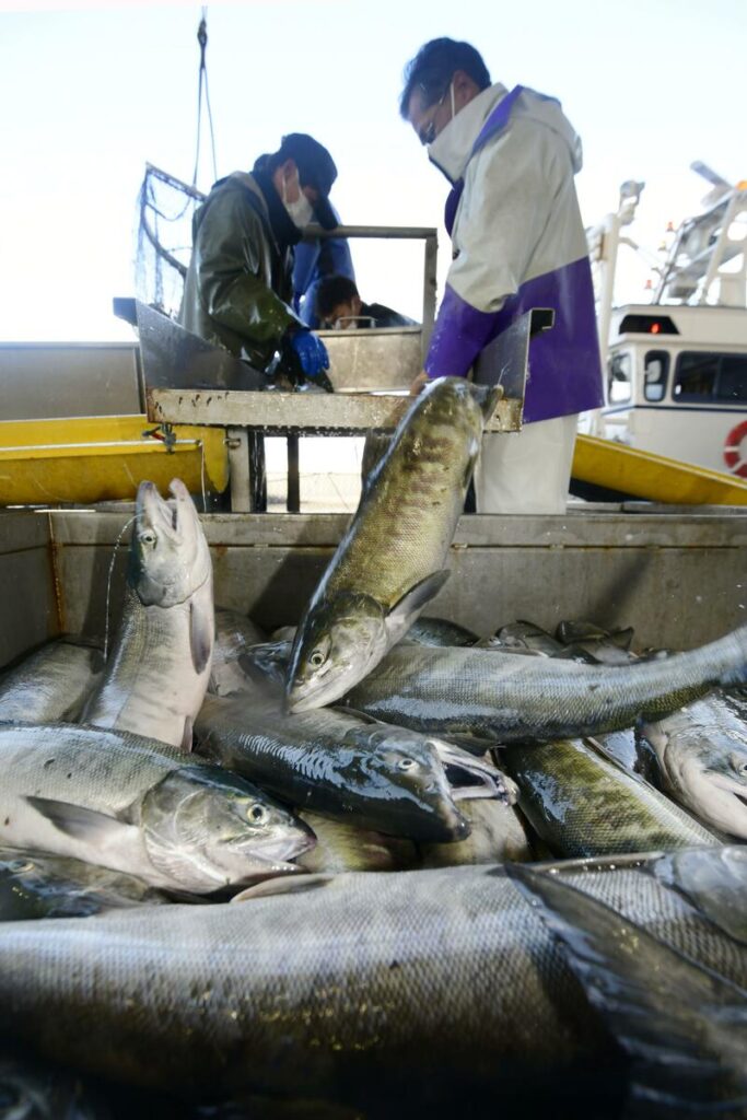 Japanese salmon catches plummet in losing battle to climate change