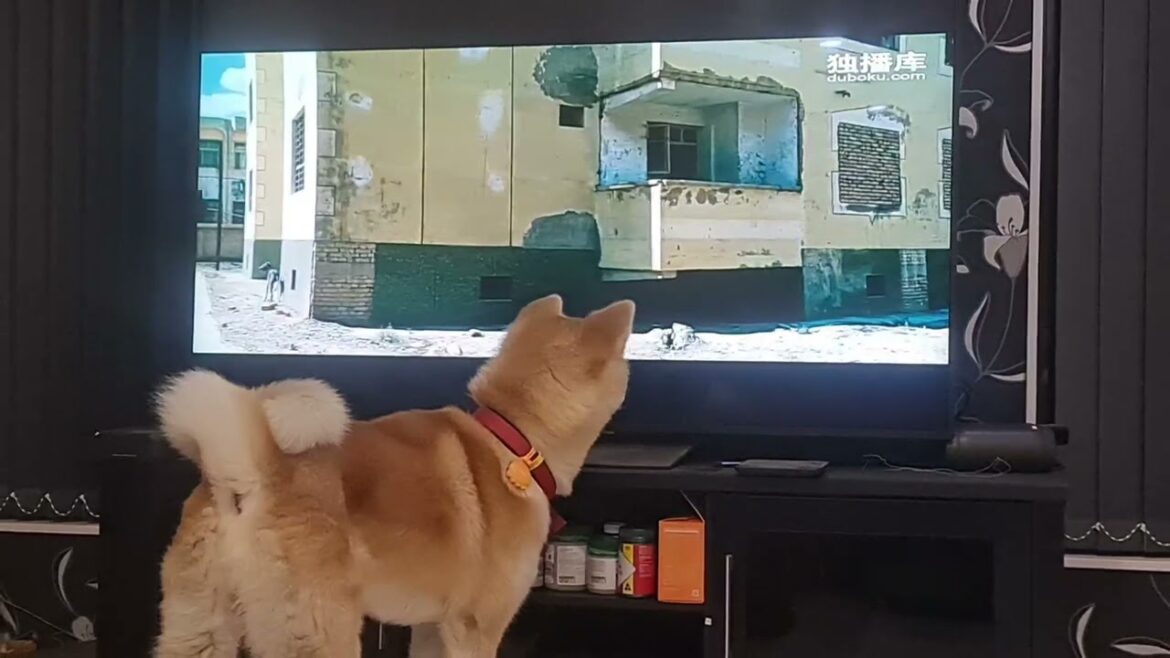 Japanese Akita watch TV