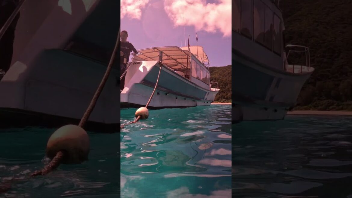 Tokashiki Island, Okinawa #travel #japan #beach #vacation #nature #AvidLifestyle #sealife