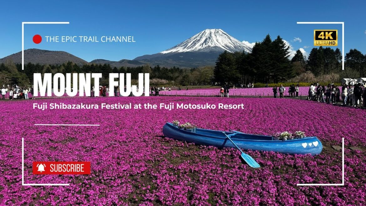 Mount Fuji | Shibazakura Festival at Fuji Motosuko Resort