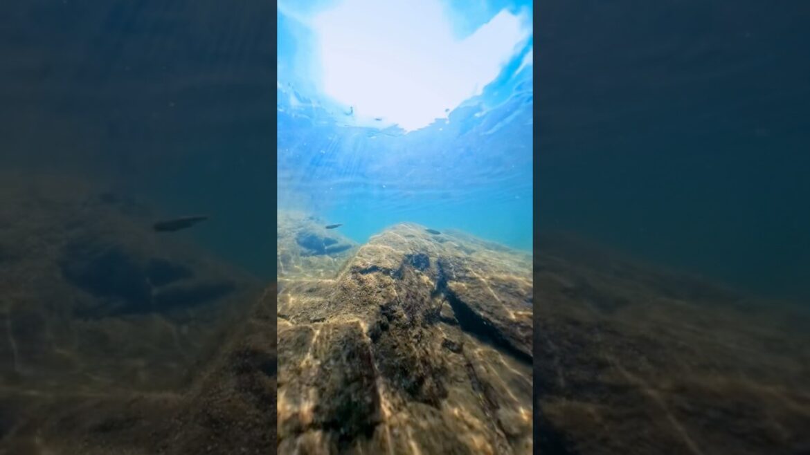 夏晴れで煌めく水中と小魚たち【八女市黒木町】#shorts #underwater #river 夏晴れで煌めく水中と小魚たち【八女市黒木町】#shorts #underwater #river