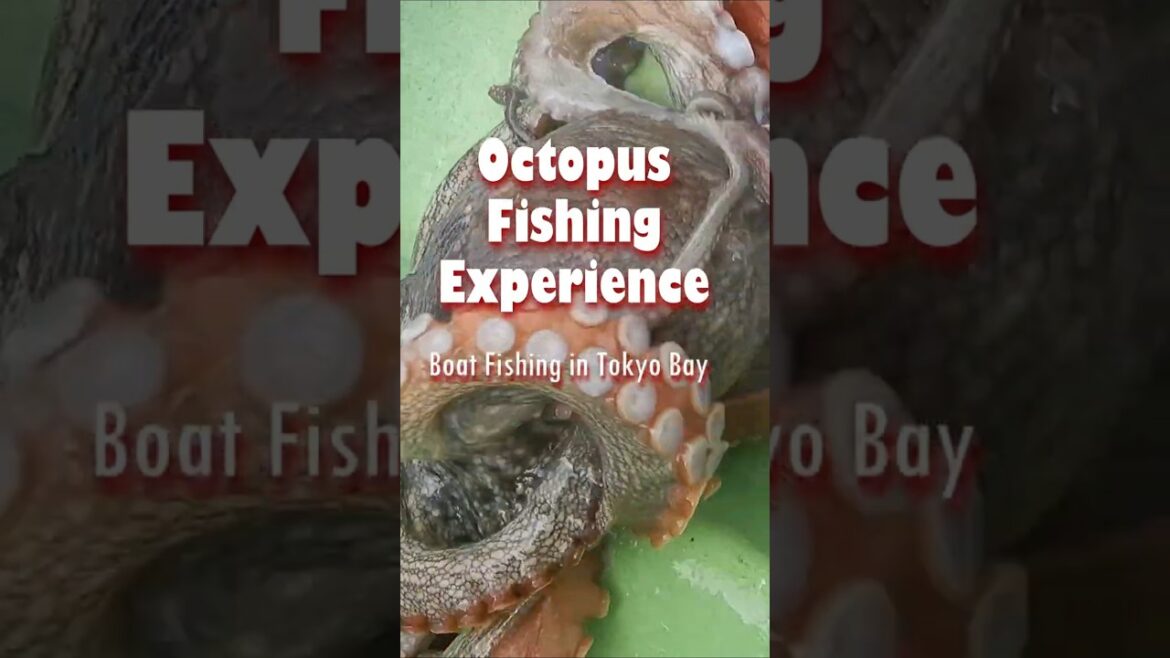 Octopus Fishing in Tokyo Bay | Boat fishing from Urayasu