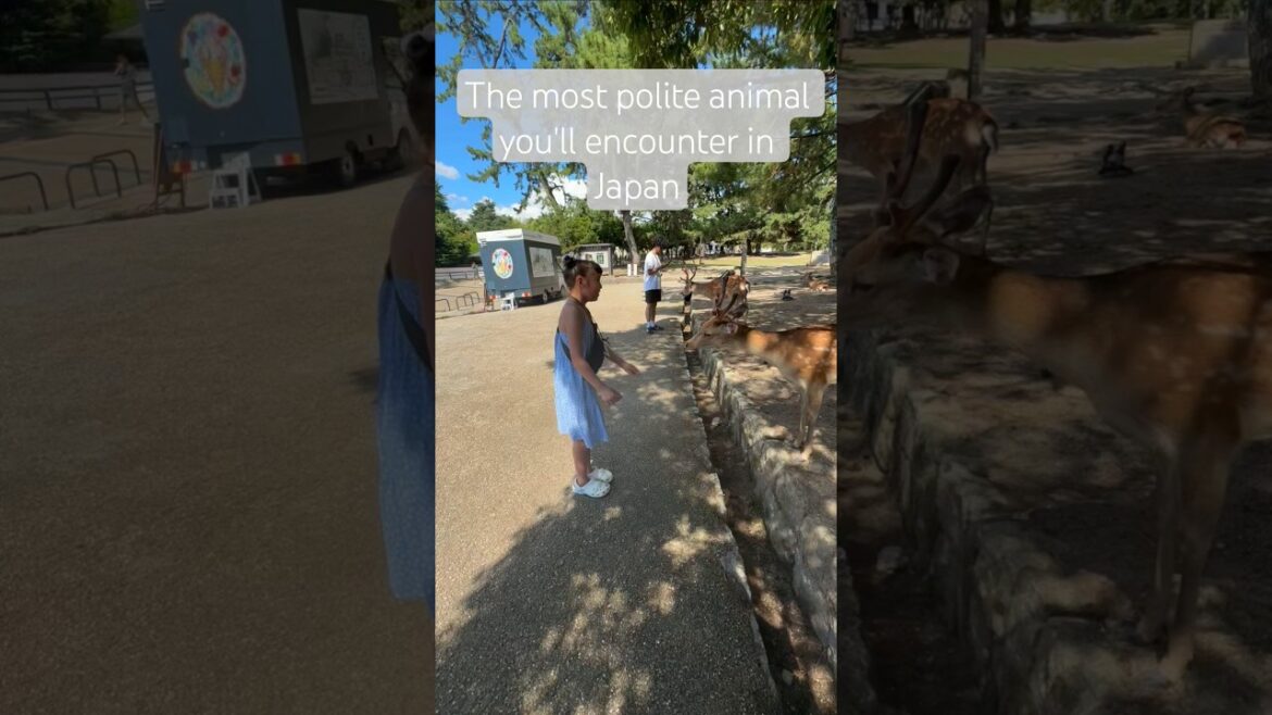 We visited Nara Park and we met these lovely animals. #japan #travel #naraparkjapan