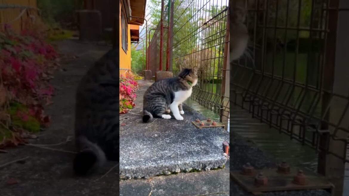 Step Back in Time: Magome-juku’s Hidden Gems! 🏮✨ #traveljapan