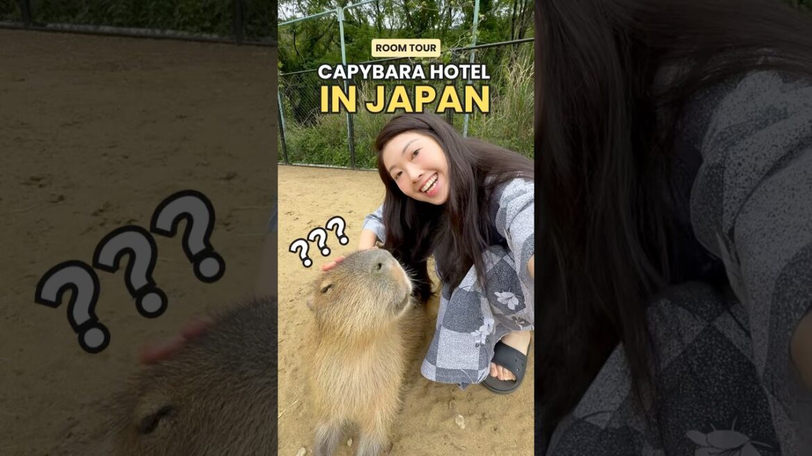 Capybara Hotel Room Tour In Japan #japan