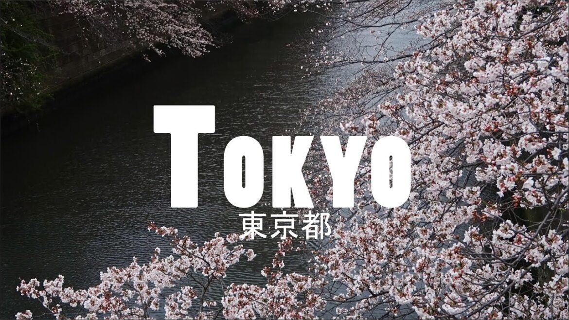 Spring in Tokyo | Cherry Blossoms Season 2025 Spring in Tokyo | Cherry Blossoms Season 2025