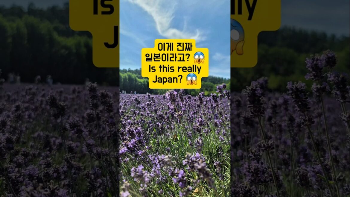 일본에서 가장 아름다운 여름, 홋카이도 후라노 라벤더 #여행하는약사