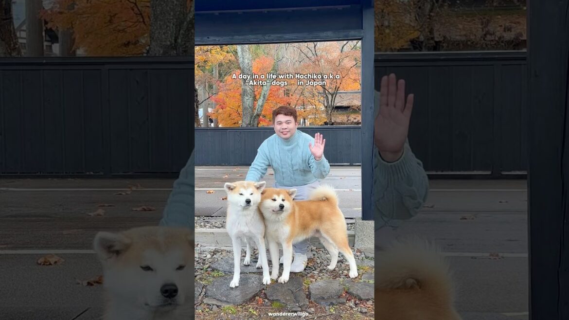 POV: You finally met the Hachiko Dogs in Japan aka the Akita Dogs 🇯🇵 #fypシ゚viral #kakunodate #fyp
