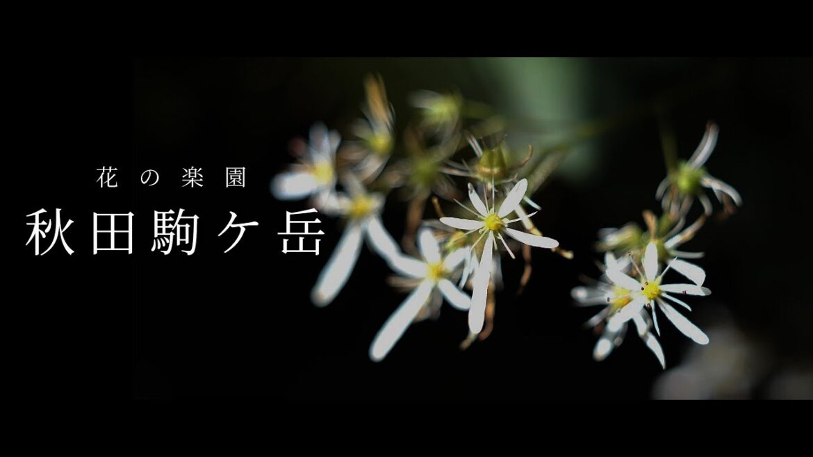 【秋田駒ケ岳】花の楽園  [Akita Komagatake] Flower Paradise Akita Japan