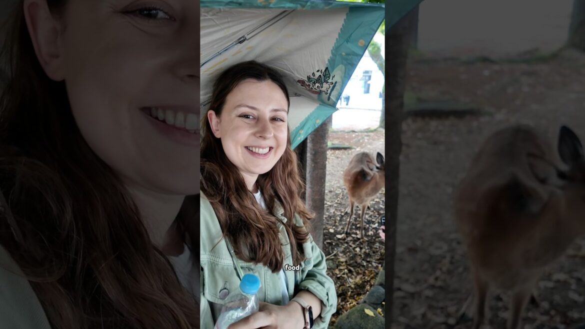 Day 15 in Japan was spent in Hiroshima! π―π΅ππ¦ #japan #hiroshima #miyajima Day 15 in Japan was spent in Hiroshima! π―π΅ππ¦ #japan #hiroshima #miyajima