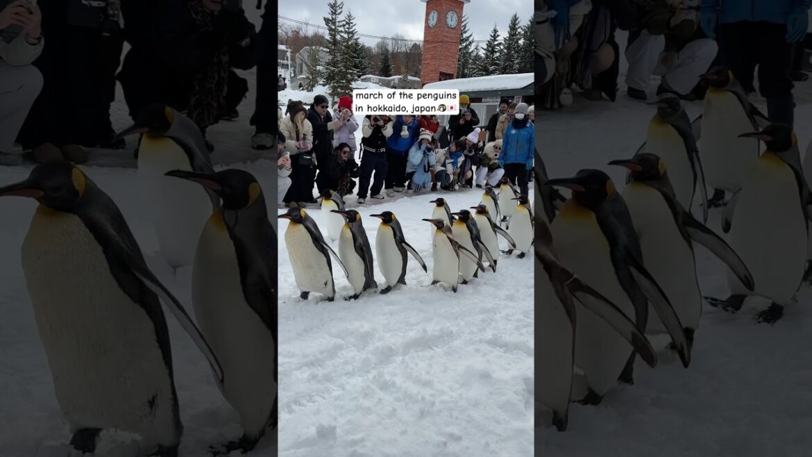 March of the penguins at Asahiyama Zoo in Asahikawa (winter event)! ❄️🐧 #hokkaido #japan