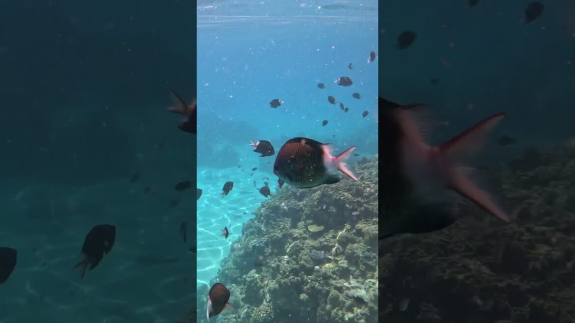 Zamami Island Okinawa #travel #japan #okinawa #vacation #nature #nationalpark #ww2 #AvidLifestyle Zamami Island Okinawa #travel #japan #okinawa #vacation #nature #nationalpark #ww2 #AvidLifestyle